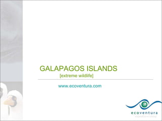 GALAPAGOS ISLANDS
    [extreme wildlife]

    www.ecoventura.com
 