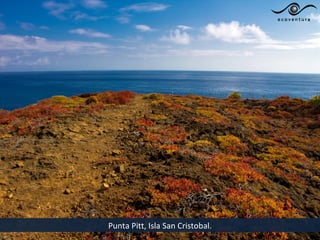 Punta Pitt, Isla San Cristobal.
 