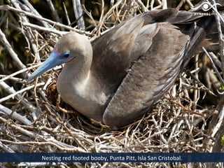 Nesting red footed booby, Punta Pitt, Isla San Cristobal.
 