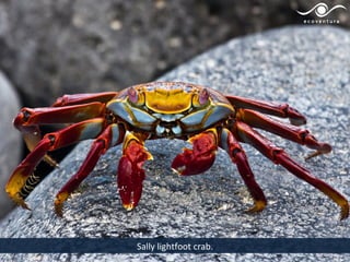 Sally lightfoot crab.
 