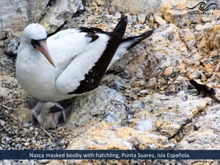 Nazca masked booby with hatchling, Punta Suarez, Isla Española.
 