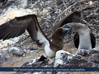 Blue footed booby feeding juvenile, Punta Suarez, Isla Española.
 