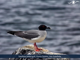 Swallow tailed gull, Punta Suarez, Isla Española.
 