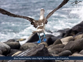 Blue footed booby takes flight, Punta Suarez, Isla Española.
 