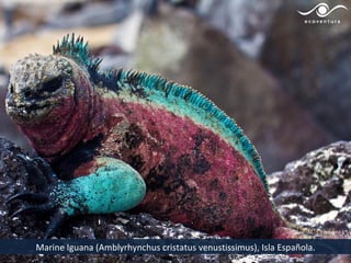 Marine Iguana (Amblyrhynchus cristatus venustissimus), Isla Española.
 
