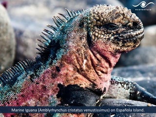 Marine Iguana (Amblyrhynchus cristatus venustissimus) on Española Island.
 