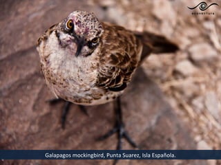 Galapagos mockingbird, Punta Suarez, Isla Española.
 