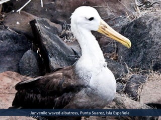 Junvenile waved albatross, Punta Suarez, Isla Española.
 