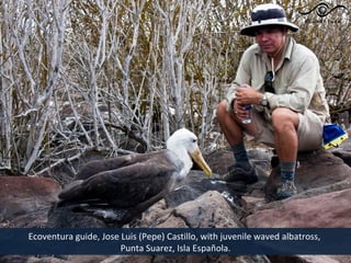 Ecoventura guide, Jose Luis (Pepe) Castillo, with juvenile waved albatross,
                       Punta Suarez, Isla Española.
 