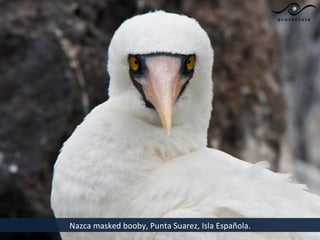 Nazca masked booby, Punta Suarez, Isla Española.
 