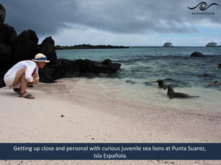 Getting up close and personal with curious juvenile sea lions at Punta Suarez,
                               Isla Española.
 