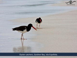 Oyster catchers, Gardner Bay, Isla Española.
 