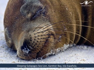 Sleeping Galapagos Sea Lion, Gardner Bay, Isla Española.
 