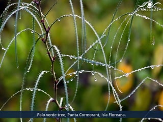 Palo verde tree, Punta Cormorant, Isla Floreana.
 