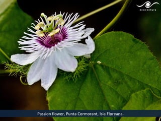 Passion flower, Punta Cormorant, Isla Floreana.
 