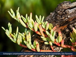 Galapagos carpetweed (Sesuvium edmonstonei), Punta Cormorant, Isla Floreana.
 