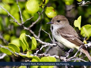 Darwin's finch, Punta Cormorant, Isla Floreana.
 