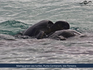 Mating green sea turtles, Punta Cormorant, Isla Floreana.
 