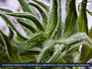 Arrowleaf elephant ear (Xanthosoma sagittifolium), Punta Cormorant, Isla Floreana.
 