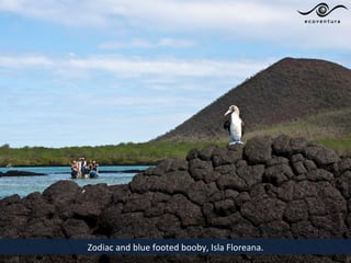 Zodiac and blue footed booby, Isla Floreana.
 