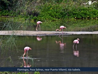 Flamingos, Poza Salinas, near Puerto Villamil, Isla Isabela.
 