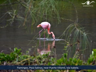 Flamingos, Poza Salinas, near Puerto Villamil, Isla Isabela.
 