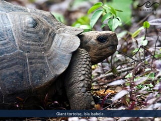 Giant tortoise, Isla Isabela.
 