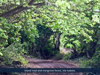 Island road and mangrove forest, Isla Isabela.
 