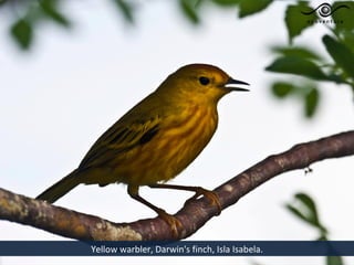 Yellow warbler, Darwin's finch, Isla Isabela.
 
