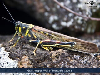 Grasshopper, Wall of Tears, Isla Isabela.
 