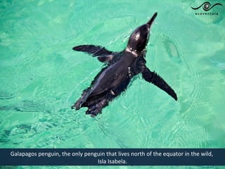 Galapagos penguin, the only penguin that lives north of the equator in the wild,
                                Isla Isabela.
 