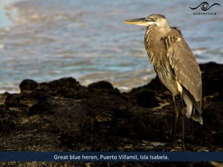 Great blue heron, Puerto Villamil, Isla Isabela.
 