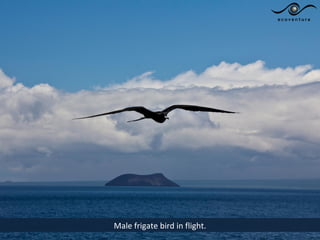 Male frigate bird in flight.
 