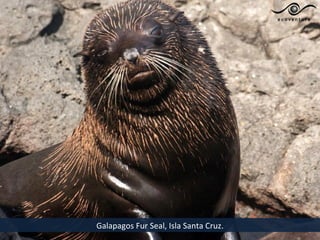 Galapagos Fur Seal, Isla Santa Cruz.
 