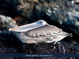 Brown pelican, Isla Santa Cruz.
 
