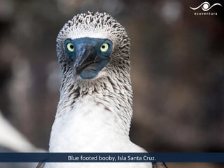 Blue footed booby, Isla Santa Cruz.
 