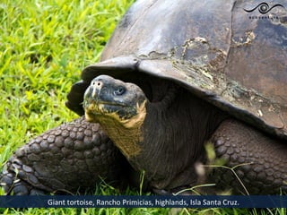 Giant tortoise, Rancho Primicias, highlands, Isla Santa Cruz.
 