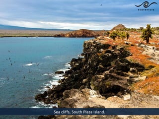 Sea cliffs, South Plaza Island.
 
