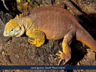 Land iguana, South Plaza Island.
 