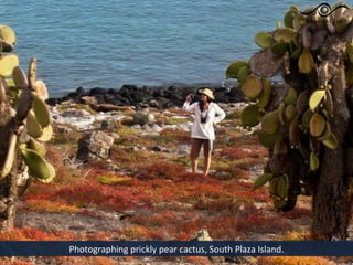Photographing prickly pear cactus, South Plaza Island.
 