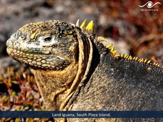 Land iguana, South Plaza Island.
 