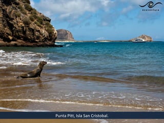Punta Pitt, Isla San Cristobal.
 