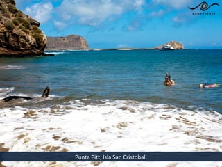 Punta Pitt, Isla San Cristobal.
 