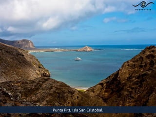 Punta Pitt, Isla San Cristobal.
 