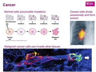 Cancer
Malignant cancer cells can invade other tissues
Normal cells accumulate mutations Cancer cells divide
excessively and form
tumors
 