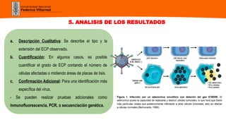identificacion del virus y su efecto citopatico | PPTX