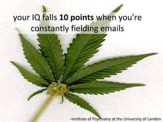 your IQ falls  10 points  when you're constantly fielding emails -Institute of Psychiatry at the University of London 