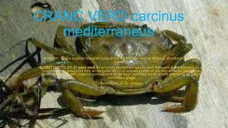 CRANC VERD carcinus
mediterraneus
HÀIBITAT: És una espècie litoral,es troba arreu del Mediterrani i al Atlàntic, al voltant de les illes
Canàries.
CARACTERÍSTIQUES: El cranc verd, és un cranc comestible que és molt freqüent al Mediterrani. És un
cranc de mida grossa (63 mm de llargada i 80 cm d'amplada) amb el cos més o menys hexagonal.
Color variable, la part superior normalment és de color verd fosc en els adults mentre la de sota és
vermella o groga.
ALIMENTACIÓ: És carnívor.
 