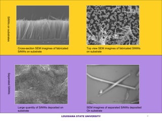 Cross-section SEM imagines of fabricated SiNWs on substrate SEM imagines of sep a rated SiNWs  deposited  On substrate  Large quantity of SiNWs deposited on  substrate  To p  view SEM imagines of fabricated SiNWs  on substrate S iNWs on substrates  Se perated SiNWs LOUISIANA STATE UNIVERSITY 