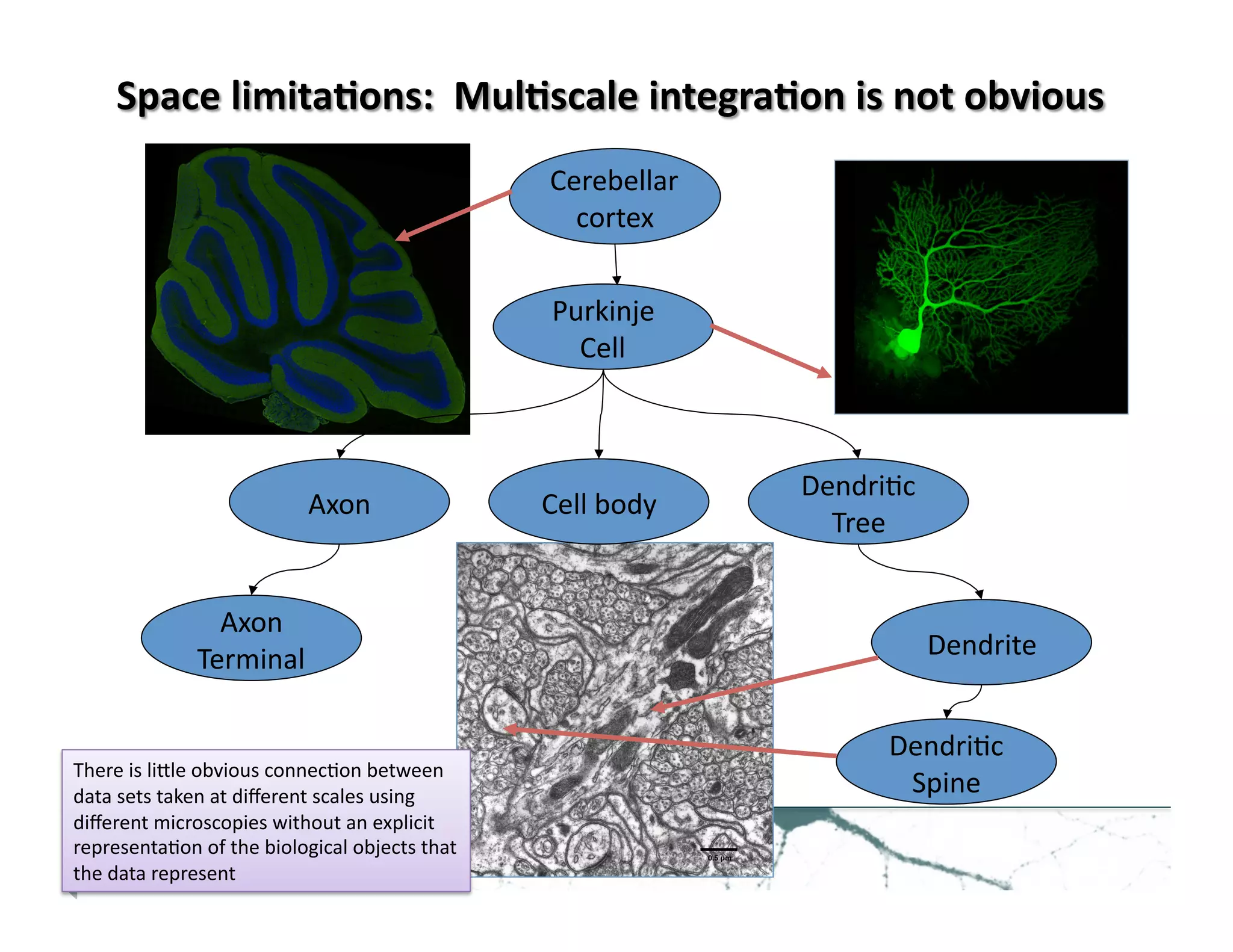Purkinje	
  
Cell	
  
Axon	
  
Terminal	
  
Axon	
  
Dendri>c	
  
Tree	
  
Dendri>c	
  
Spine	
  
Dendrite	
  
Cell	
  body	
  
Cerebellar	
  
cortex	
  
There	
  is	
  liZle	
  obvious	
  connec>on	
  between	
  
data	
  sets	
  taken	
  at	
  diﬀerent	
  scales	
  using	
  
diﬀerent	
  microscopies	
  without	
  an	
  explicit	
  
representa>on	
  of	
  the	
  biological	
  objects	
  that	
  
the	
  data	
  represent	
  
 